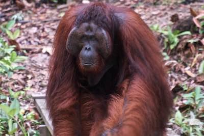 Orangutan near Sepilok, Borneo